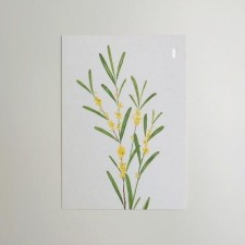 인테리어 엽서 미모사 홈인테리어