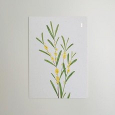 인테리어 엽서 미모사 홈인테리어